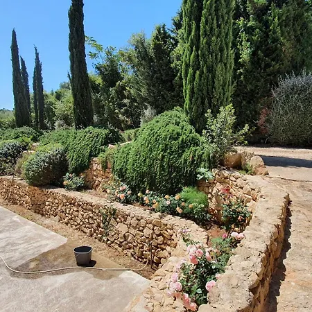 Dammusello